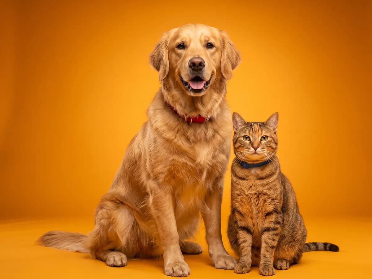 A golden retriever and a tabby cat sit side by side against a seamless orange backdrop, both looking at the camera.